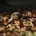 Otel Saint-martin