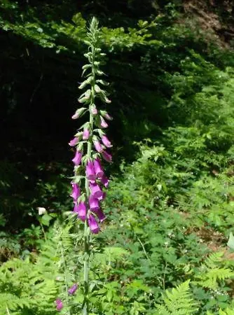 Saint-martin 2* Bovigny