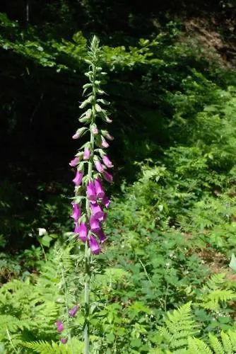 Saint-martin 2* Bovigny